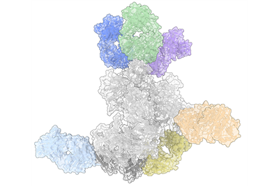 A three-dimensional diagram of a protein complex with six coloured antibodies attached.