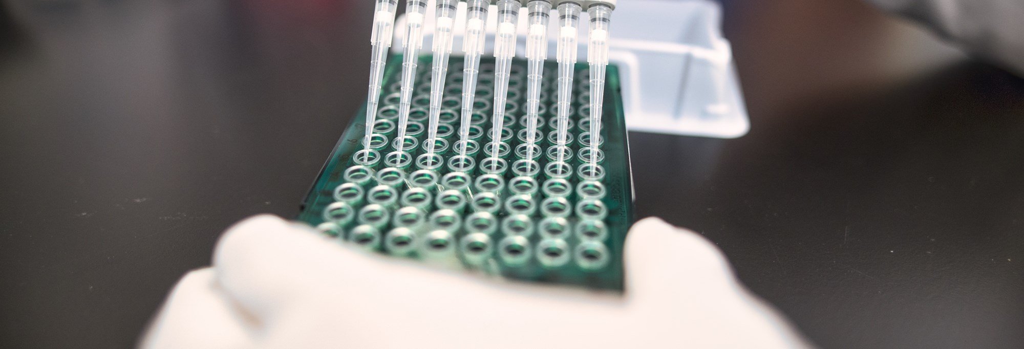 close up of gloved hands pipetting