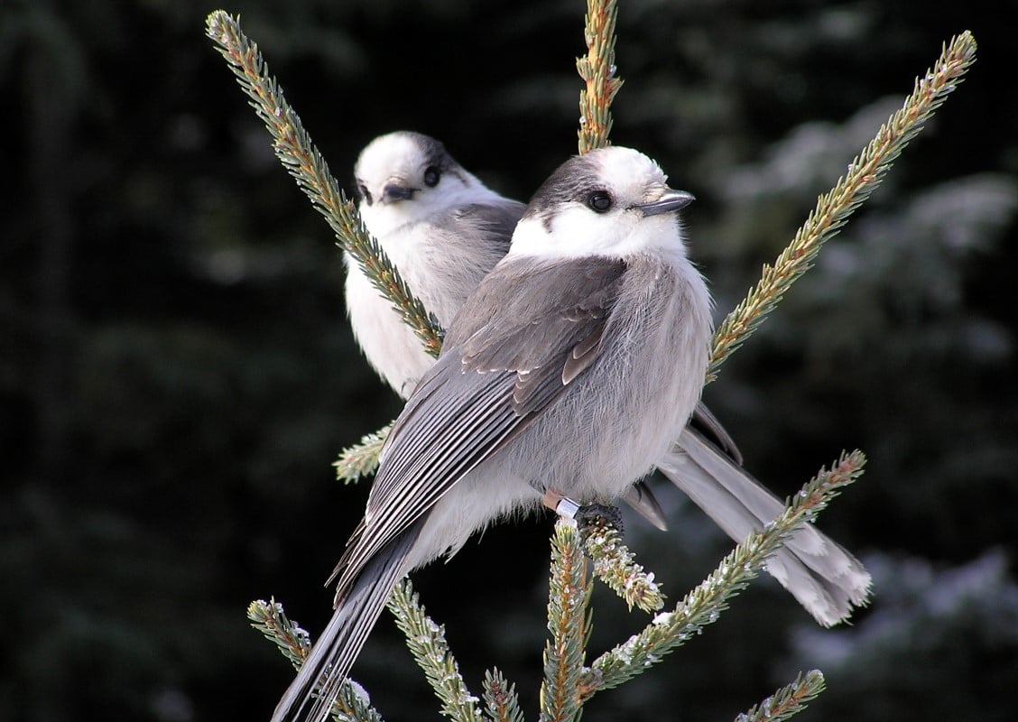 Two Canada jays perched on a conifer branch, showing grey-and-white plumage against a dark evergreen background.