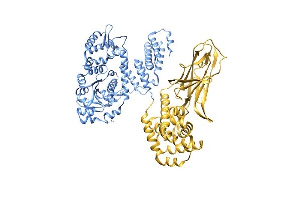 Illustration of a protein structure showing RRSP in blue and DTB in gold