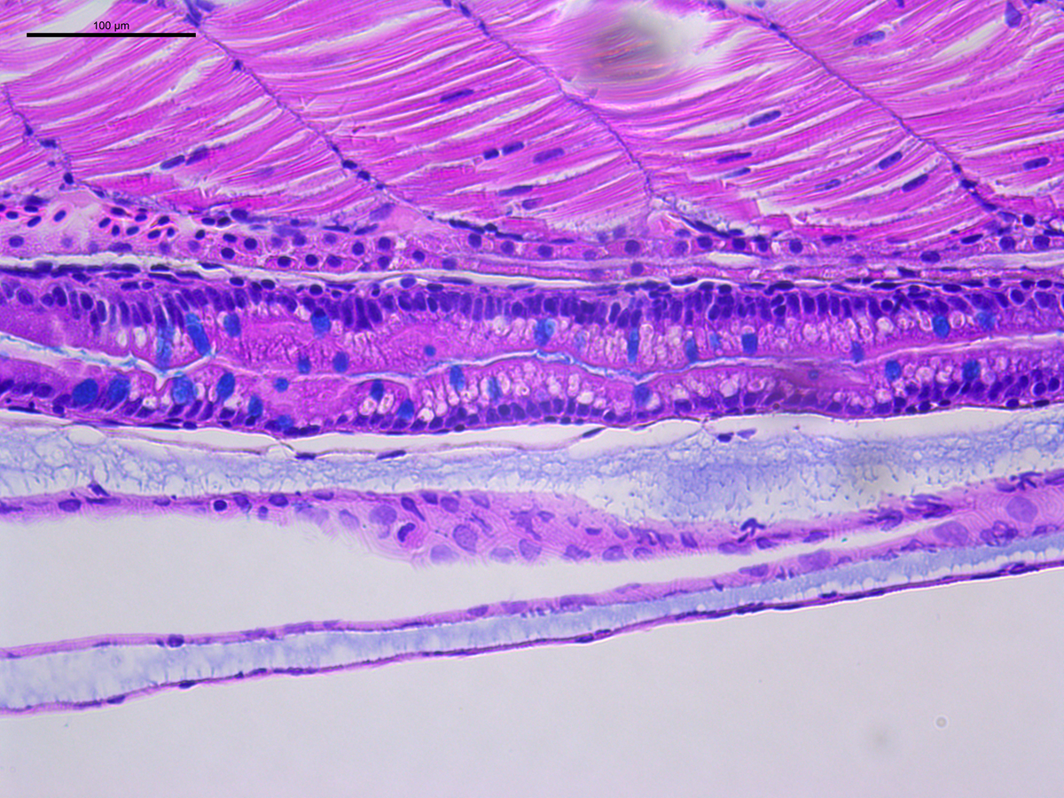 Close-up cellular image of instestinal cells in zebrafish 