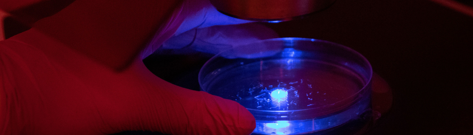 Petri dish under microscope lit in blue light