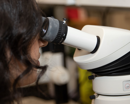 Person with brown hair using a microscope