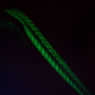 A zebrafish lit with fluorescent light