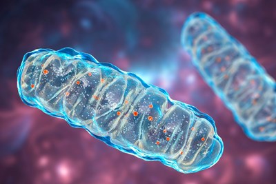 A closeup rendering of mitochondria.