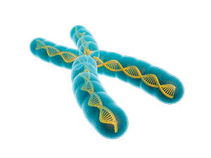 A chromosome showing strands of DNA inside it.