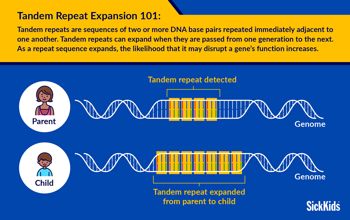 Tandem repeats are sequences of two or more DNA base pairs repeated immediately adjacent to one another. Tandem repeats can expand when they are passed from one generation to the next. As a repeat sequence expands, the likelihood that it may disrupt a gene’s function increases.