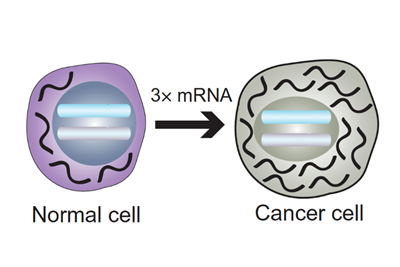 A graphic showing how a cancerous cell has 3x more RNA output than a normal cell.