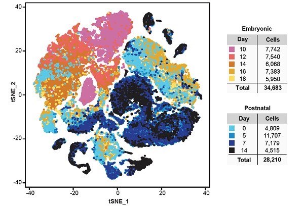 Graph showing embryonic and postnatal cells.