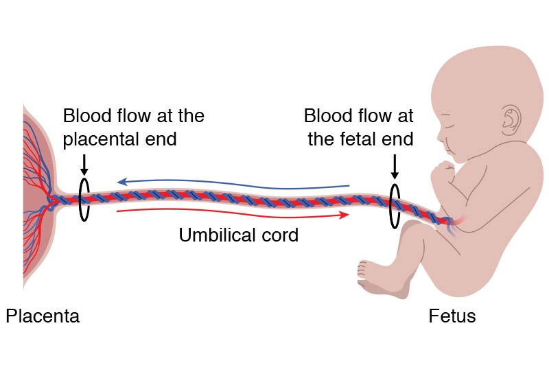 Animation showing where the new ultrasound technique measures blood flow along the umbilical cord. One measurement is taken at the fetal end and one is taken at the placental end.