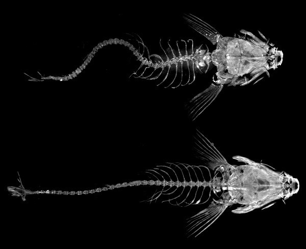 Zebrafish x-ray.