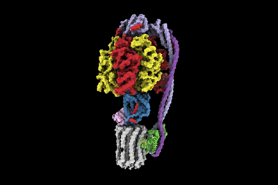 A 3d model of the ATP synthase of mycobacteria.