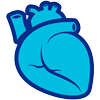 Medical illustration of a heart