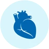 Medical illustration of a heart