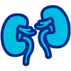 Medical illustration of kidneys