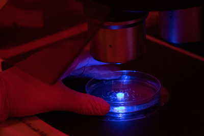Petri dish under microscope lit with blue light