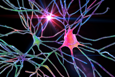 Illustration of pyramidal neurons of the human brain cortex.