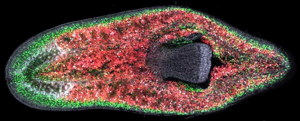 Cross section of planarian worm.