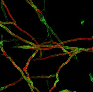 Black background with red and green lines across.