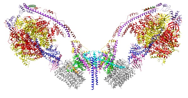 Scientific image showing many swirling lines in different colours. The shape is symmetrical.