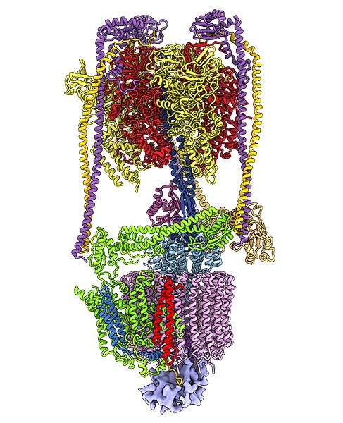 Illustration of structure of the mammalian brain V-ATPase
