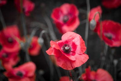 A field of red poppy flowers