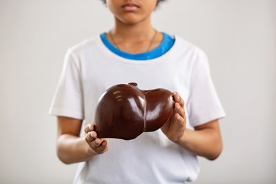 A child holding a plastic model of a liver
