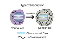 A graphic showing the process of hypertranscription.