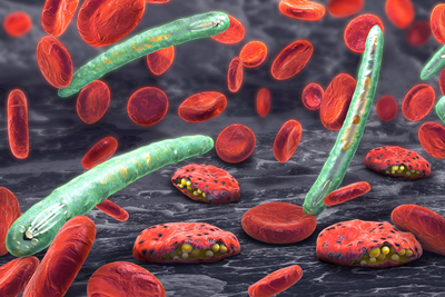 An illustration of the plasmodium parasite among red blood cells.