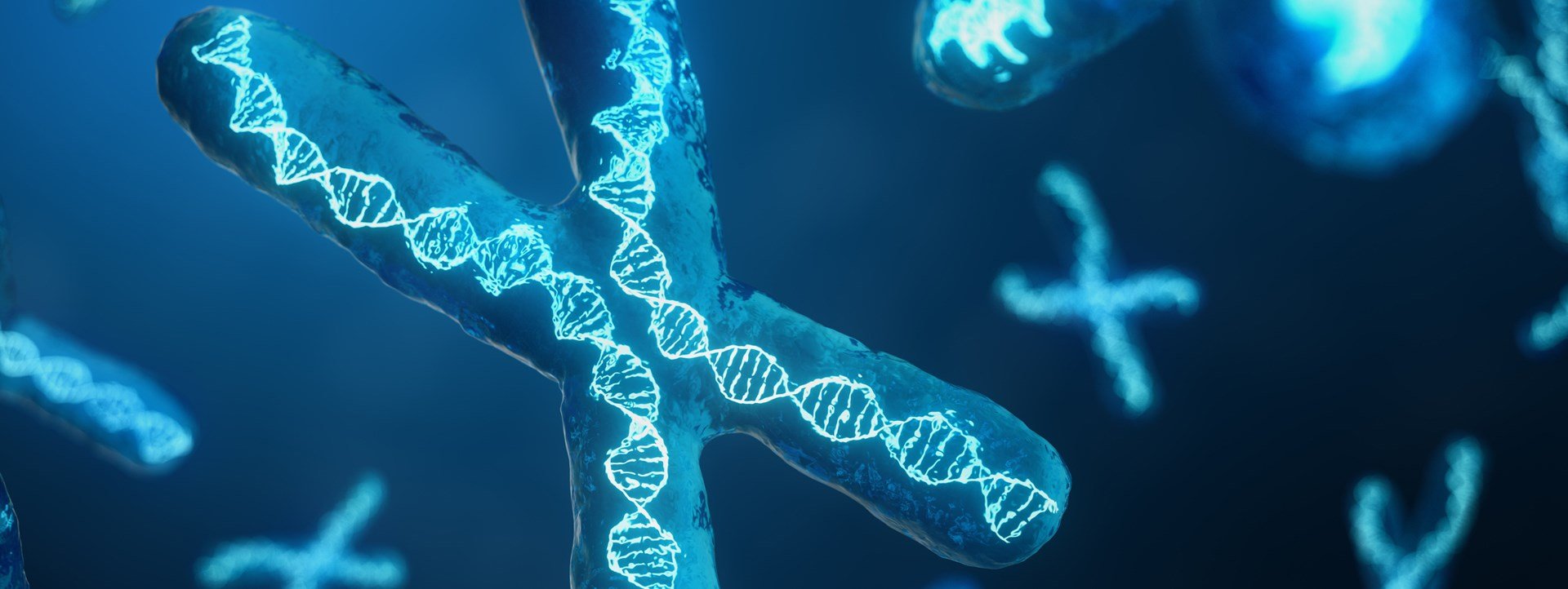 Rendering of DNA helices inside chromosomes