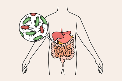 A drawing of a human digestive system with a white circle showing a close up of gut bacteria.