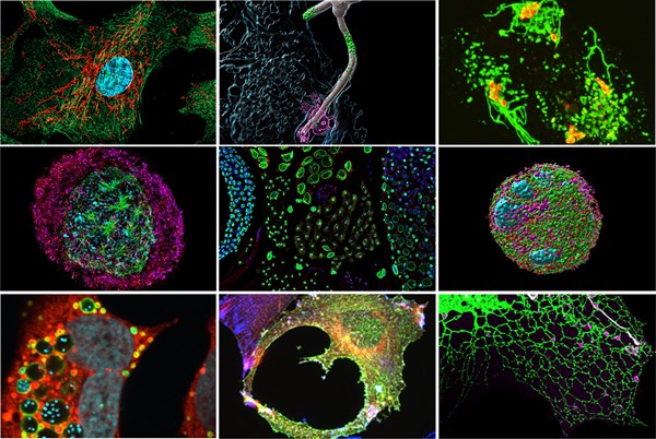 Collage of nine images showing cells.