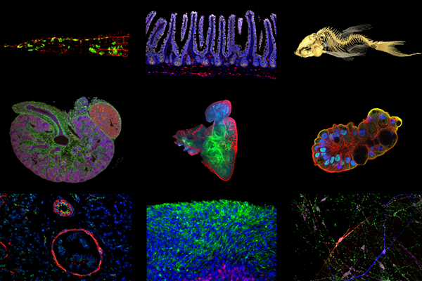 Collage of various model systems that our scientists use to study stem cell biology, disease, and development. 