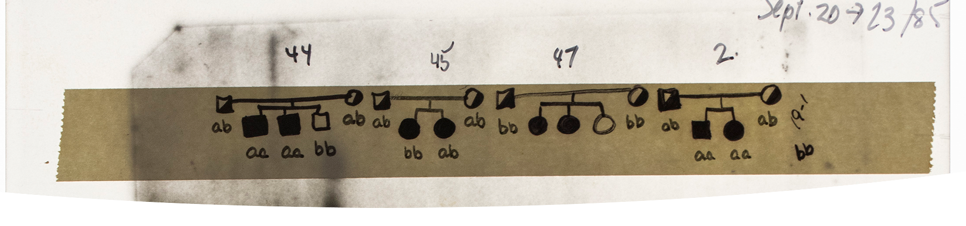 Four diagrams drawn on a piece of tape attached to a sheet of paper. The diagrams show a square and circle (each coloured white and black) connected by a line. Descending from the line are more circles and/or squares that are coloured either white or black.